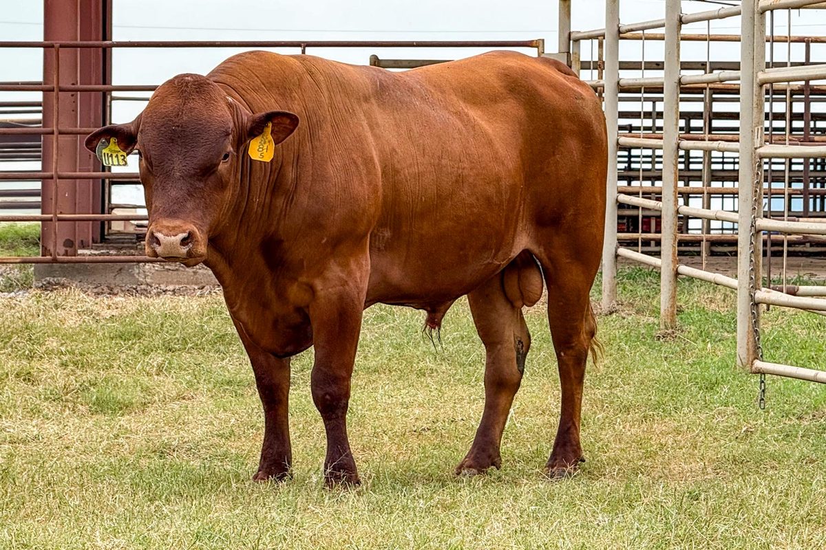 100% Romosinuano — Kaizen Alvaro - U113, Semen available