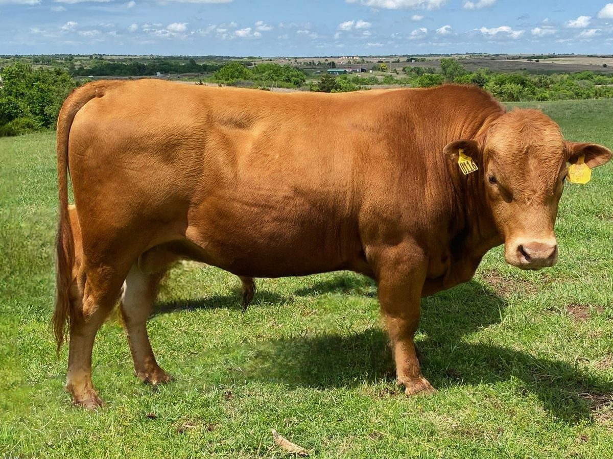 Akaushi x Romosinuano — Kaizen Rue Romo 1 - U115, Semen available