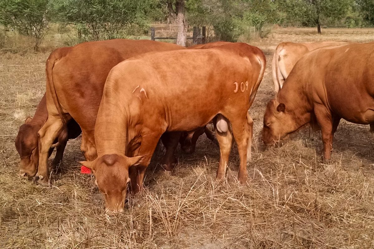 100% Romosinuano cattle at Kaizen Cattle