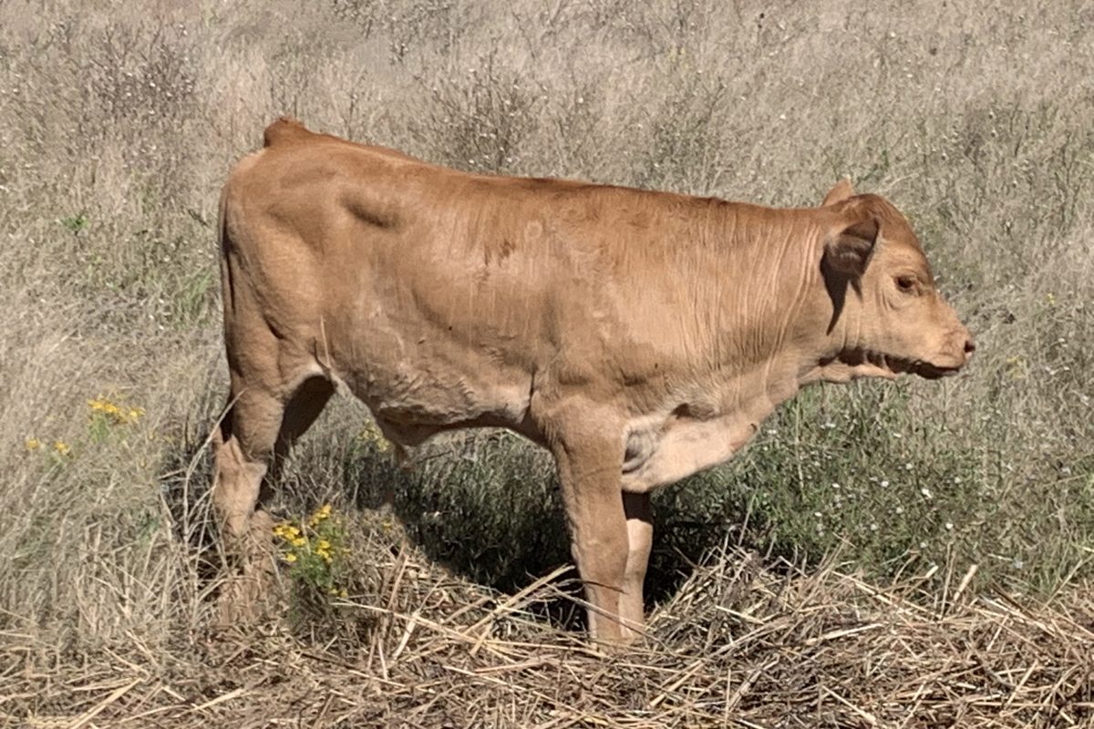 Akaushi  x  Romosinuano — 27 days old