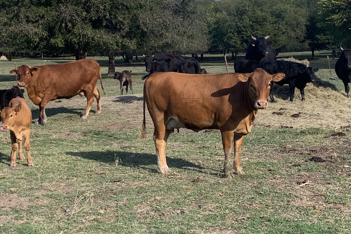 Akaushi  x Romosinuano — 2 1/4 yyr old, 100% Romosinuano Dam in behind.