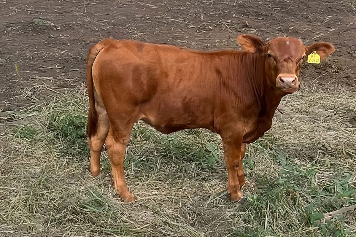 Red Angus x Romosinuano — DOB - 2/26/25