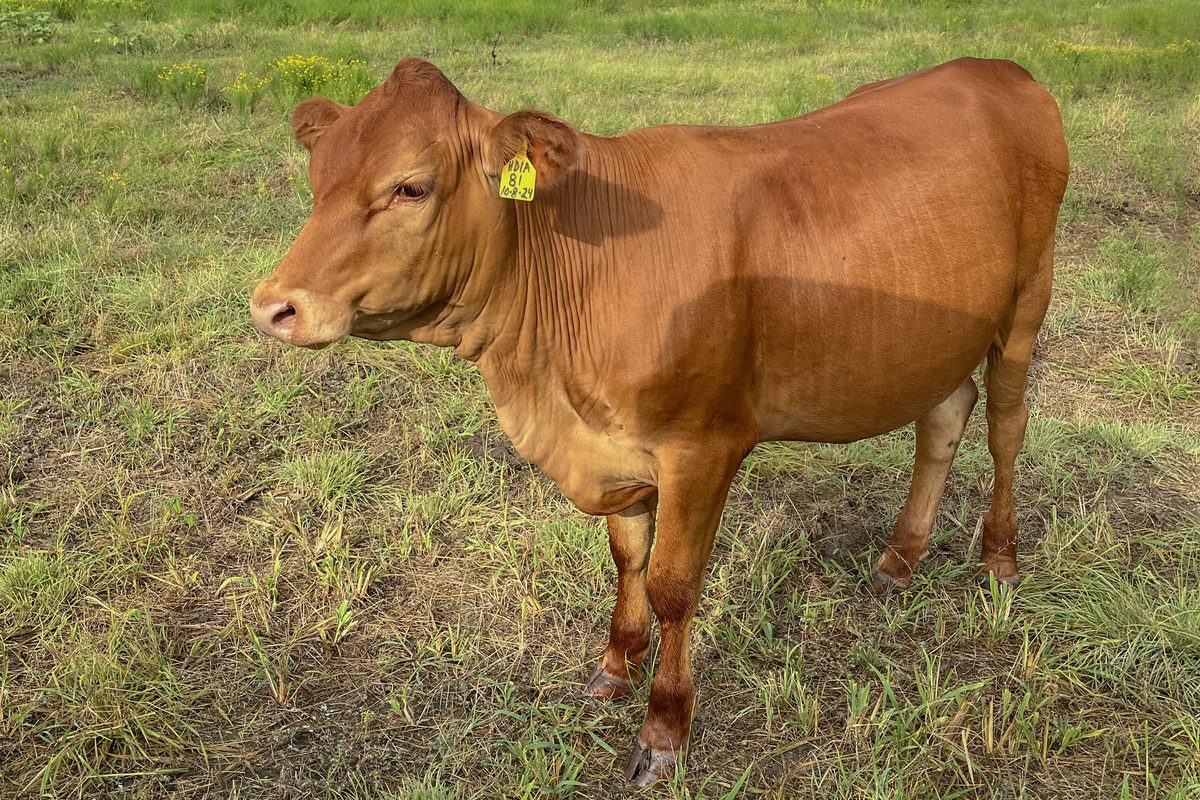 Red Angus x Romosinuano — DOB - 10/8/24
