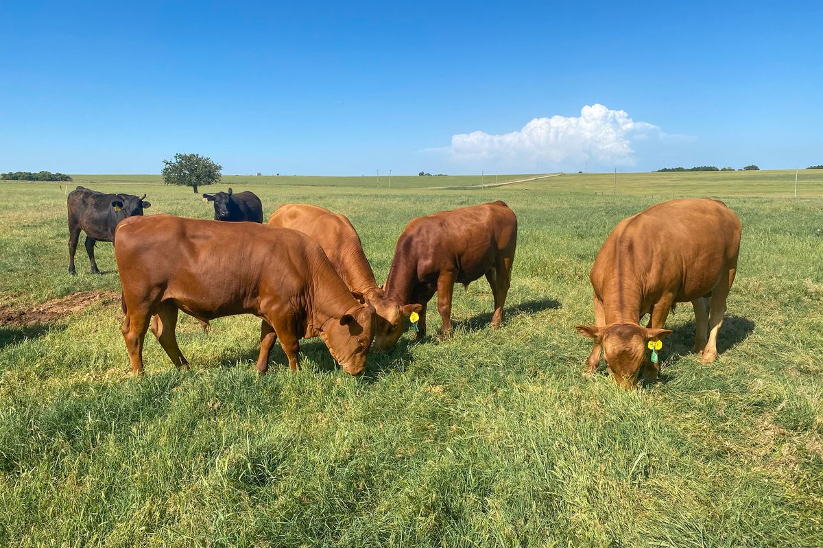 Our First Bull Crop — Pure Romo and Akaushi Romo Crosses
